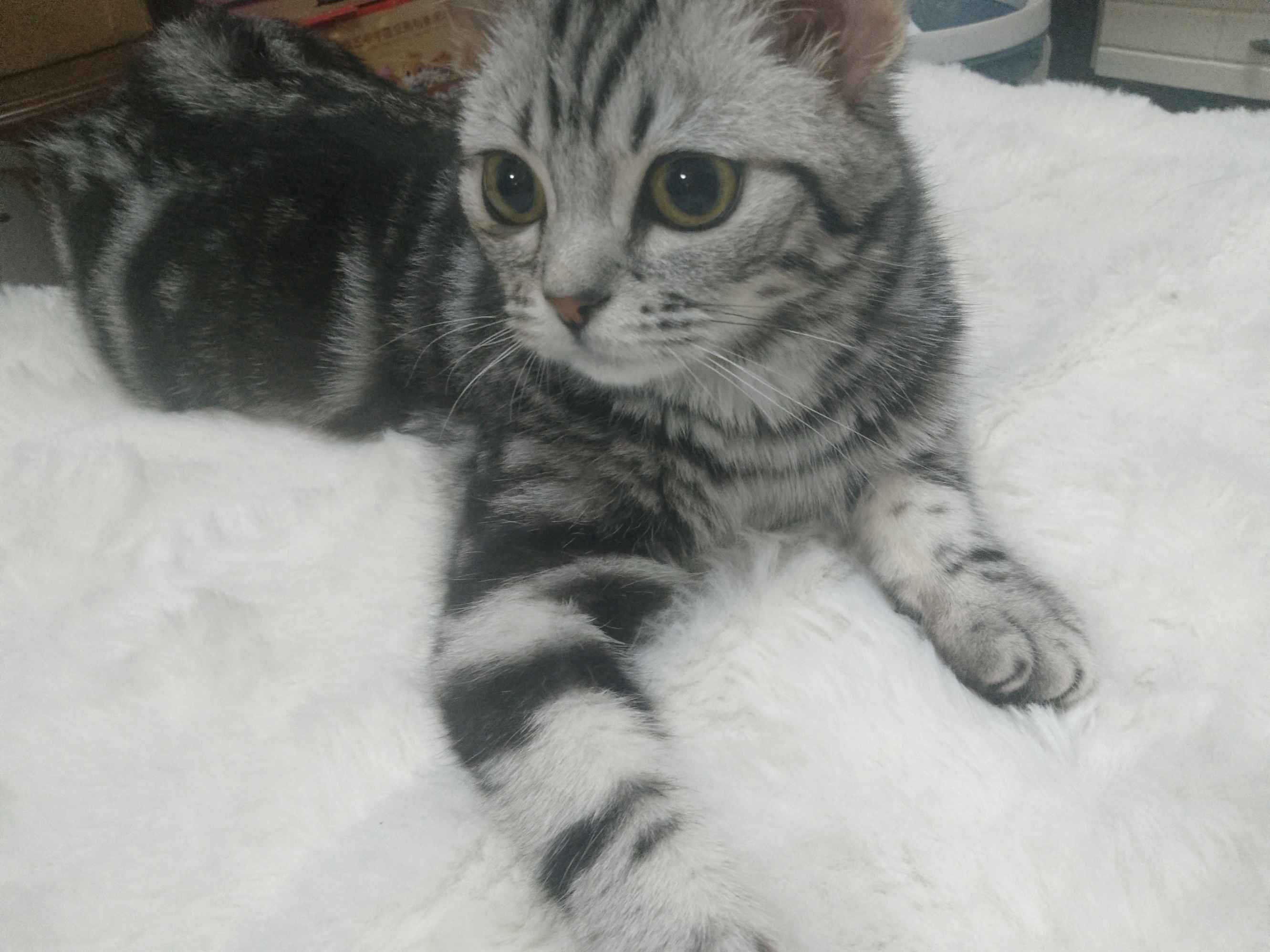 喵喵喵喵猫