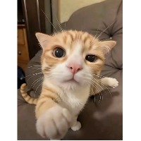 昵光